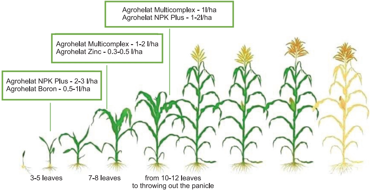 corn feeding program