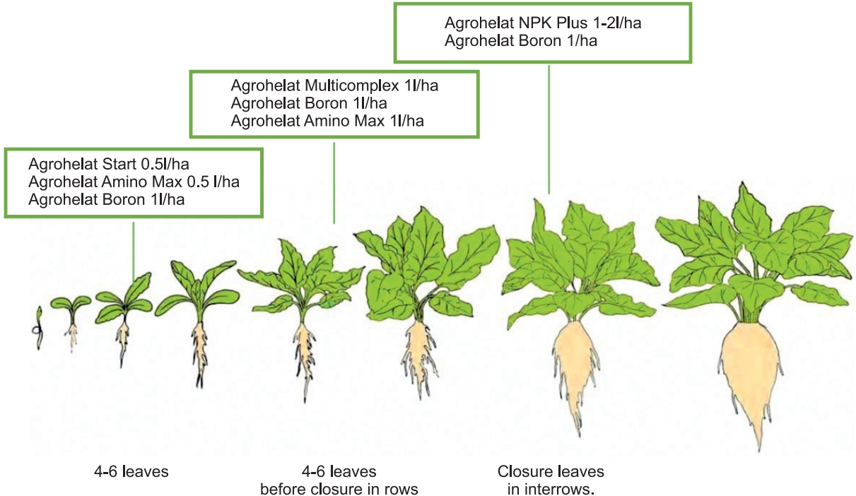 program of feeding sugar