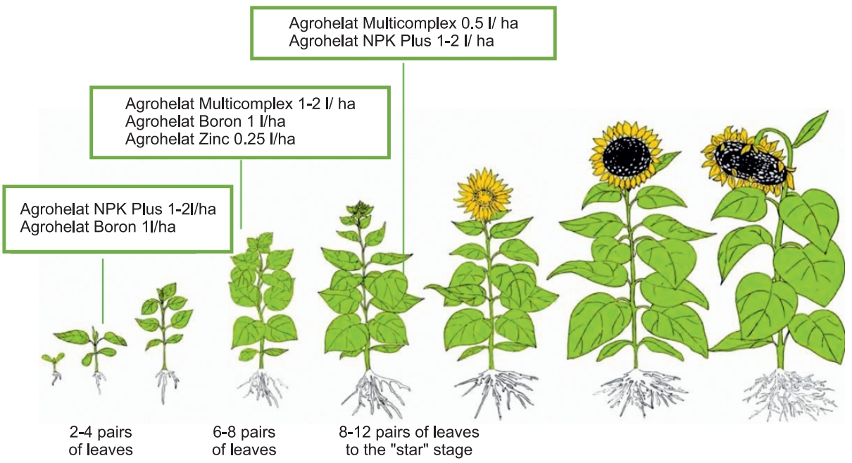sunflower feeding program