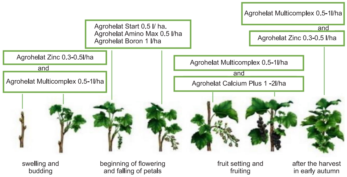 the program of feeding berry plants