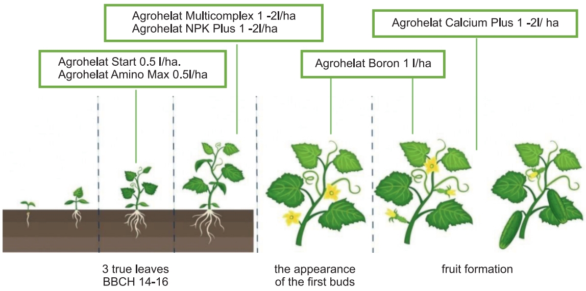 the program of feeding cucumbers