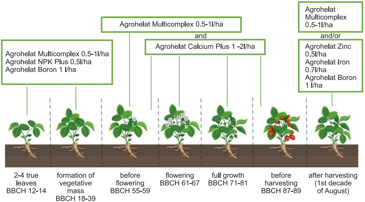 the program of feeding garden strawberries