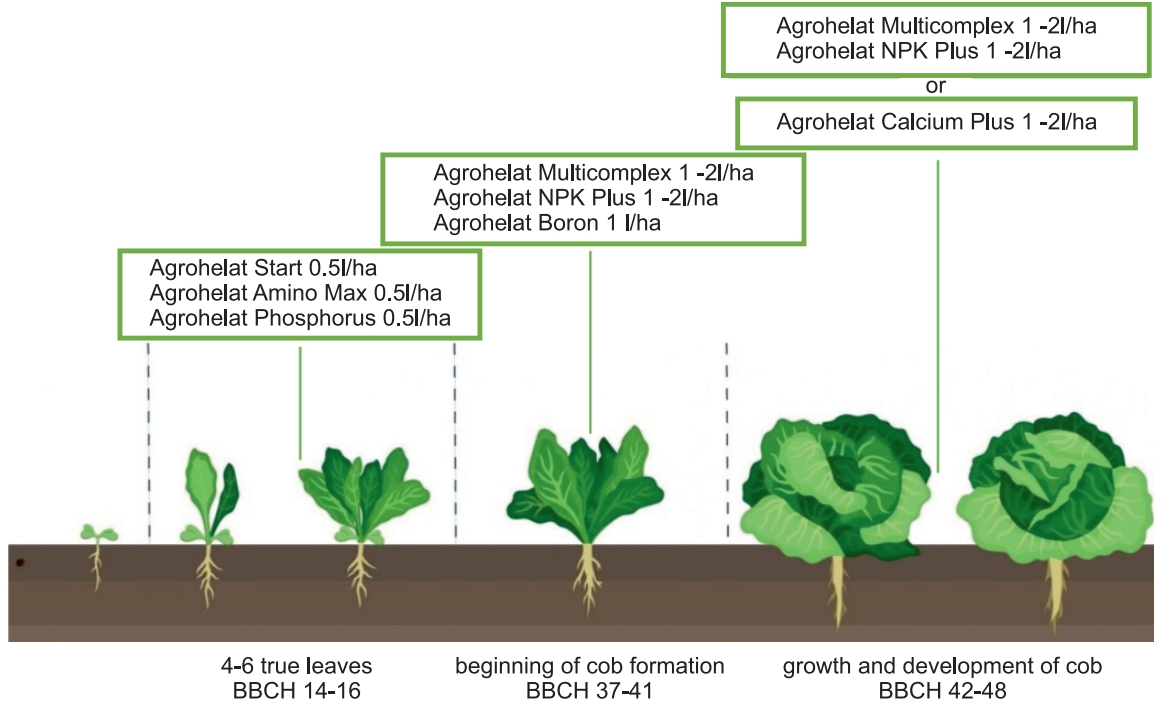 the program of feeding of cabbage