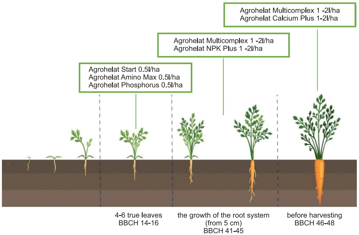 the program of feeding of carrots