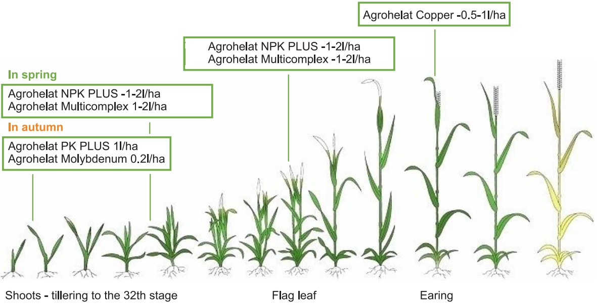 the program of feeding of cereal crops
