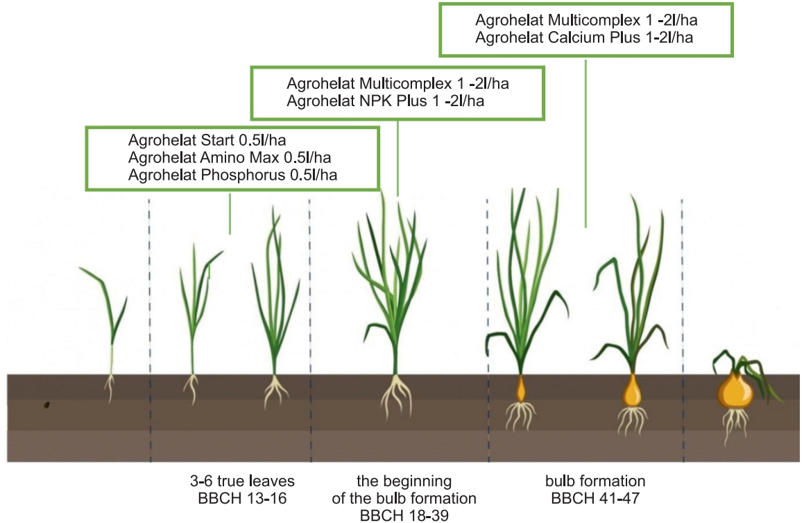 the program of feeding of onions
