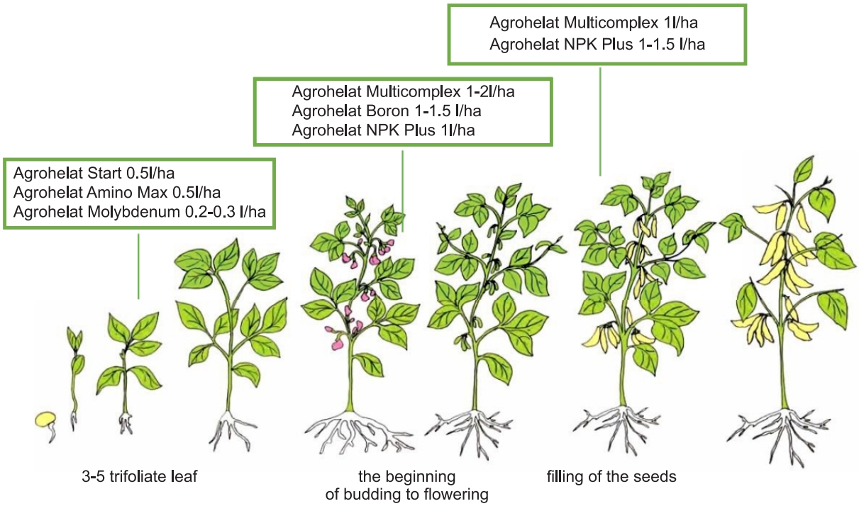 the program of feeding of soybeans