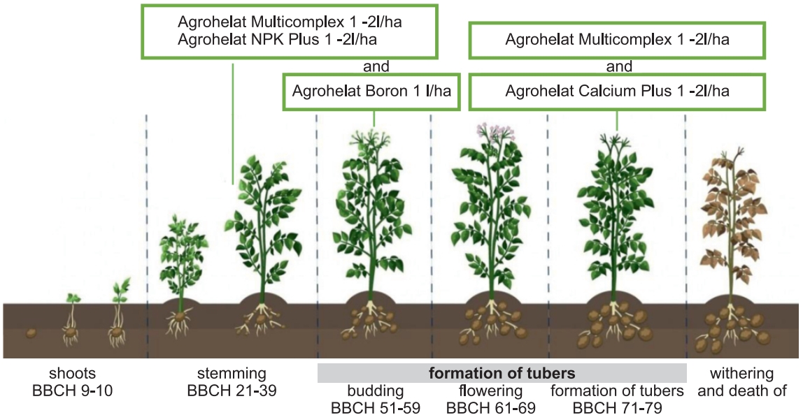 the program of feeding potatoes