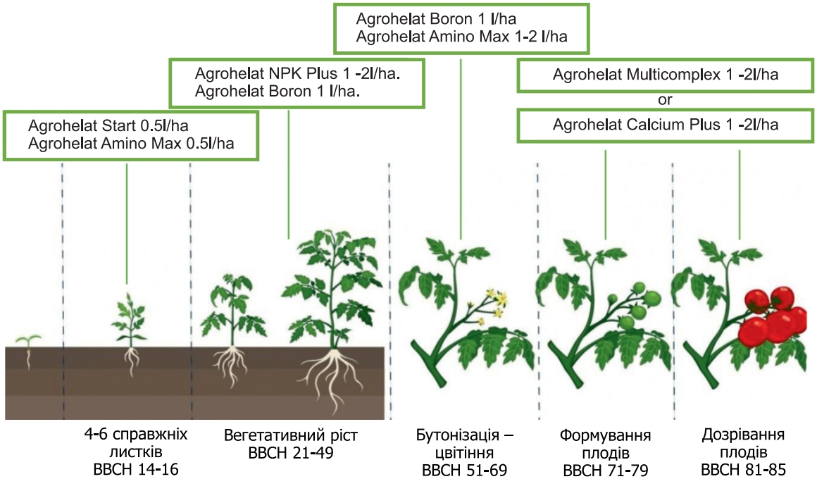 the program of feeding tomatoes