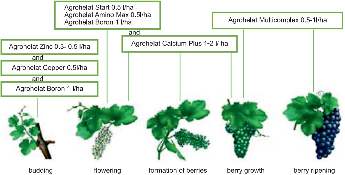 the program of feeding vineyards